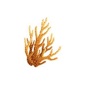 Realistic Coral  16